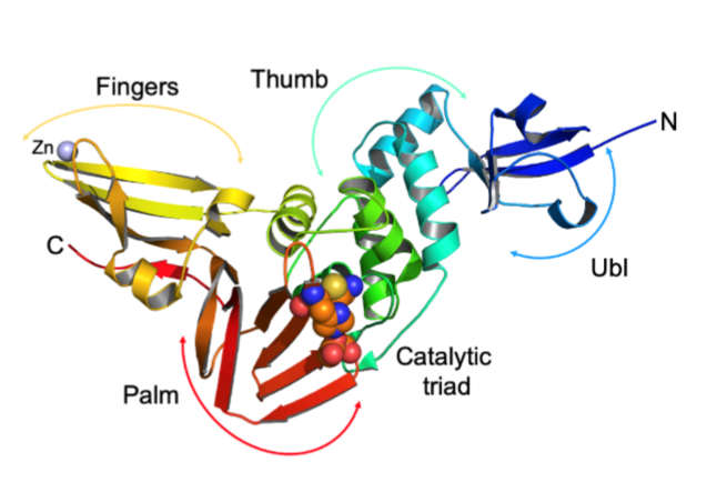小分子靶向新冠病毒木瓜蛋白酶样蛋白_腾讯新闻