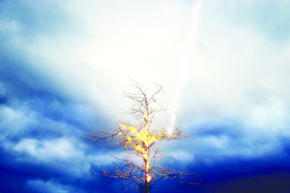 闪电|森林中古老大树的“隐秘杀手”竟然是它？！今后它现身频率还将增加