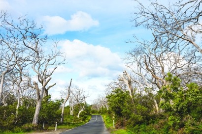 闪电|森林中古老大树的“隐秘杀手”竟然是它？！今后它现身频率还将增加