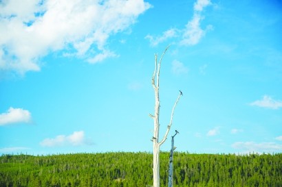 闪电|森林中古老大树的“隐秘杀手”竟然是它？！今后它现身频率还将增加