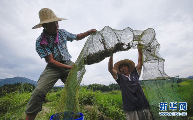 8月7日,虾农正在黄山市焦村镇五丰源稻虾综合种养基地捕虾.