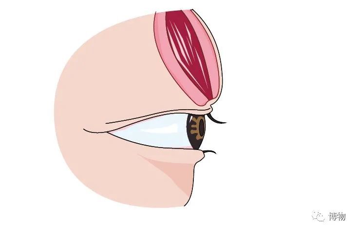 双眼皮|说出来你可能不信，wink能让眼睛变大