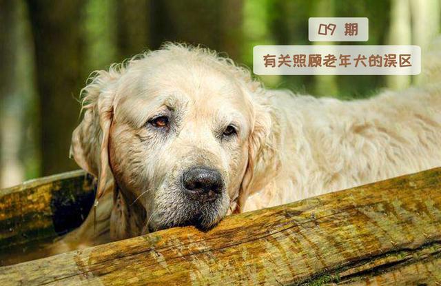 老年犬得吃好的？小心胖出三高！