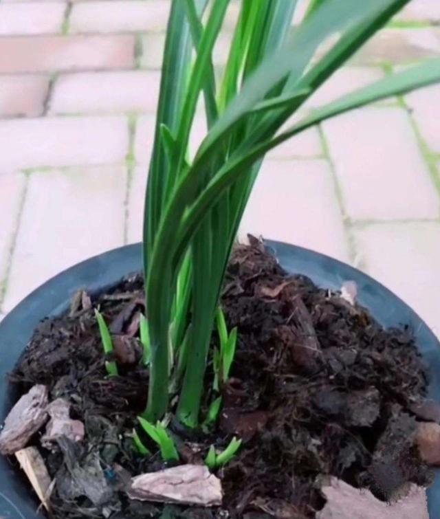 土壤太厚 花都被闷死了 这样做植物的根茎才能呼吸顺畅 腾讯新闻