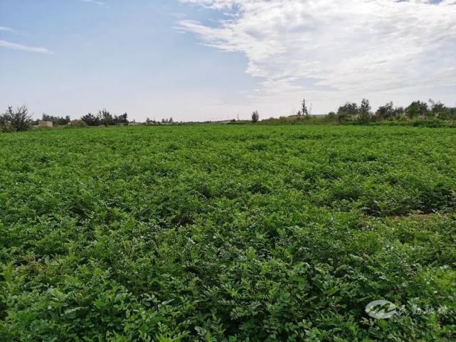 "甘草种植是我们村上一个特色产业,我们泉水甘草产业的种植已经有20多