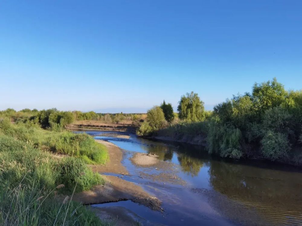 伊犁河湿地的芳草湖