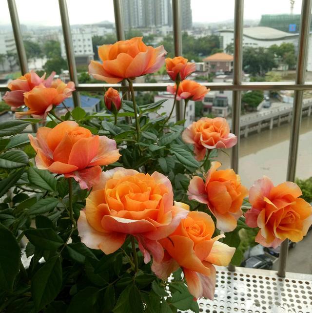 永远的艾帕索 近乎完美的盆栽月季 周年花开不断 很适合阳台族 腾讯新闻