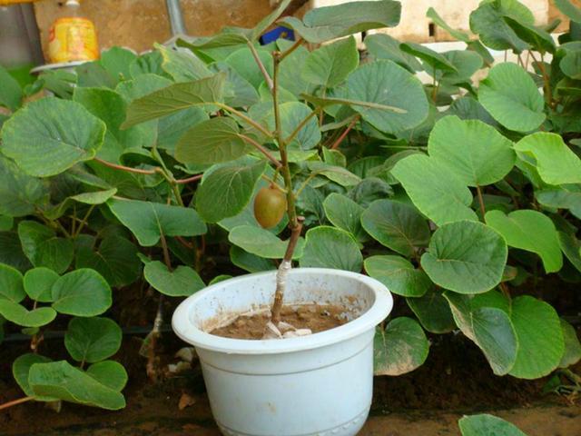 核桃|核桃板栗不再是大树，养在家里变成小盆景，价值高极具观赏性