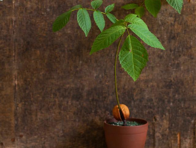 核桃|核桃板栗不再是大树，养在家里变成小盆景，价值高极具观赏性