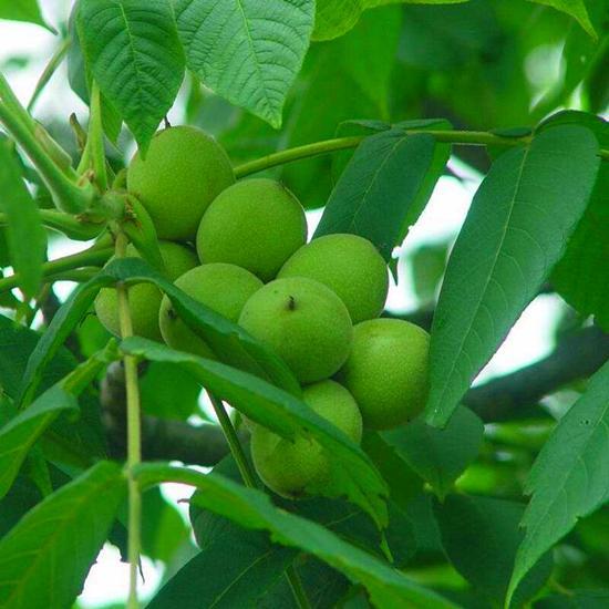 核桃|核桃板栗不再是大树，养在家里变成小盆景，价值高极具观赏性