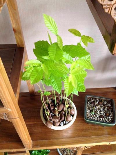 核桃|核桃板栗不再是大树，养在家里变成小盆景，价值高极具观赏性