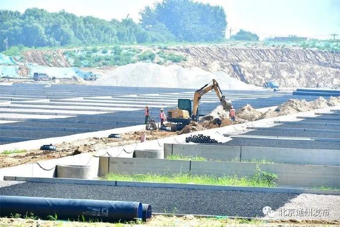 北京|北京 明春在通州看芦苇浩荡飞鸟蹁跹