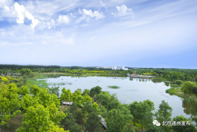 北京|北京 明春在通州看芦苇浩荡飞鸟蹁跹