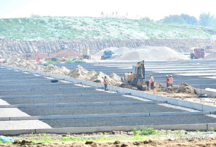 北京|北京 明春在通州看芦苇浩荡飞鸟蹁跹