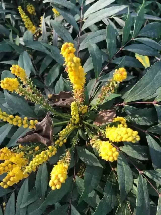 民间草药十大功劳