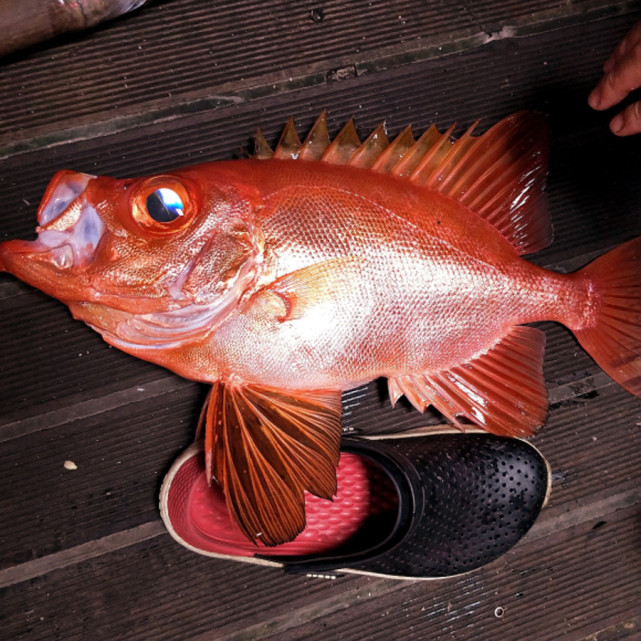 香港人还管它叫木棉鱼,因为和盛开的木棉花一样红艳似火.