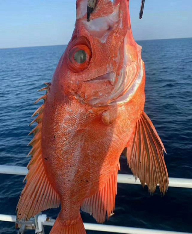 这是什么鱼?通体艳红如红宝石一般,眼睛大到可以占脑袋的1/2