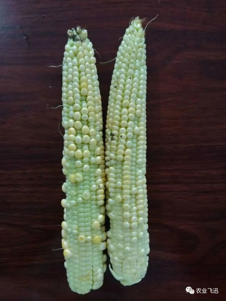 玉米|内蒙玉米出问题，大幅减产，究竟是啥问题？