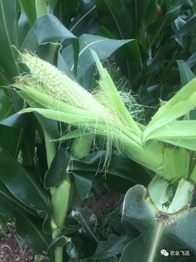 玉米|内蒙玉米出问题，大幅减产，究竟是啥问题？