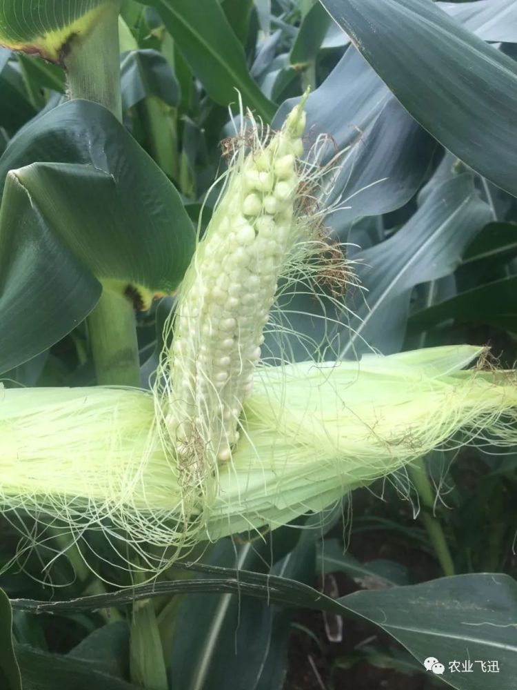 玉米|内蒙玉米出问题，大幅减产，究竟是啥问题？