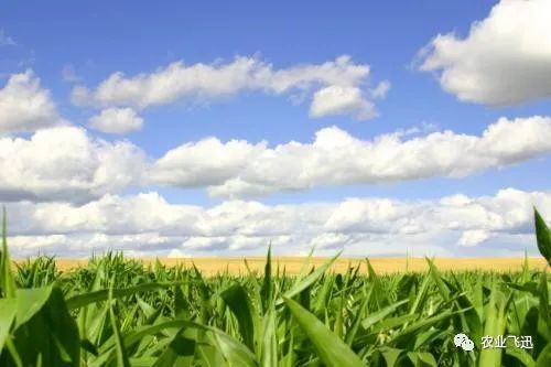 玉米|内蒙玉米出问题，大幅减产，究竟是啥问题？