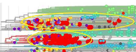 新冠病毒|日本出现变异新冠病毒并快速扩散是怎么回事？