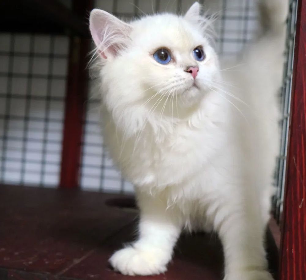 拥有一只超仙猫咪的感受