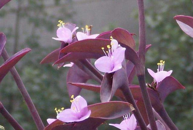 姿态优雅的紫叶鸭趾草,紫色叶片鲜艳夺目,放家中又好养又好看