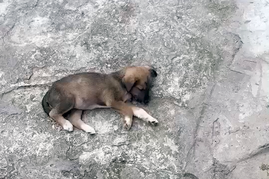 小土狗被丢大街上，为什么瞧不起田园犬？