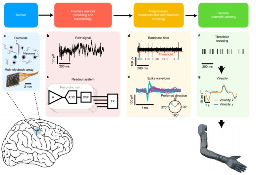 帕金森病|脑科学日报：无线皮质内脑机接口省电设计；选对食物远离帕金森病