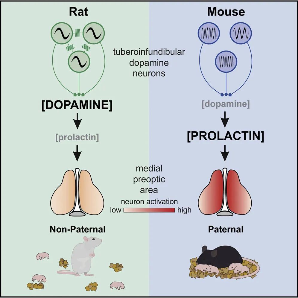 帕金森病|脑科学日报：无线皮质内脑机接口省电设计；选对食物远离帕金森病