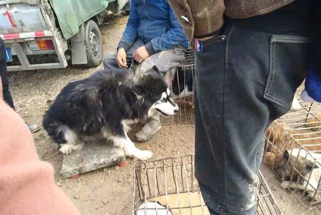 爱狗人士打砸狗肉店,打伤店主妻子,店主:连5岁的孩子他们也打