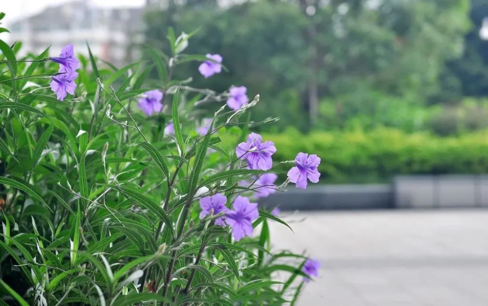 春季至秋季均能开花 花期极长 花谢花开 日日可见花的翠芦莉 腾讯新闻