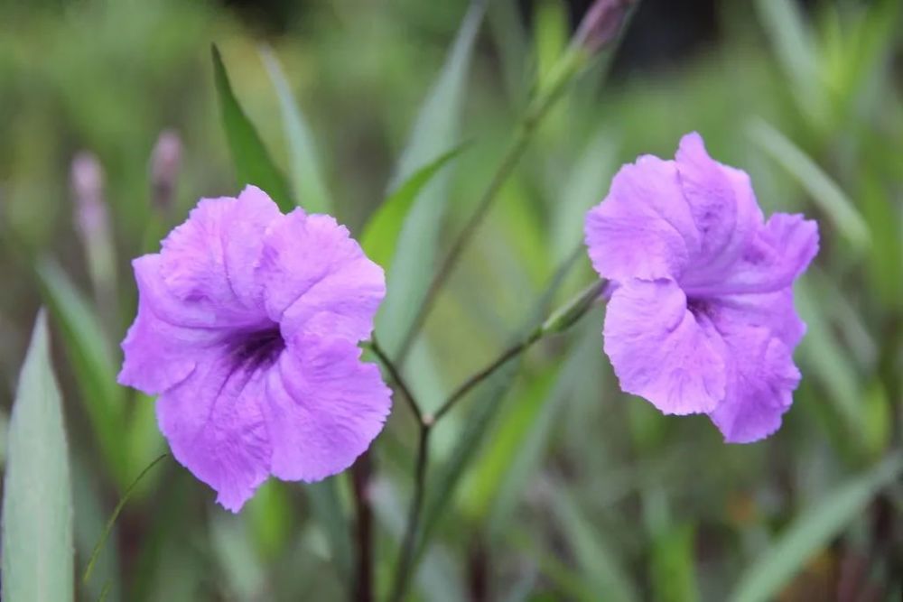 春季至秋季均能开花 花期极长 花谢花开 日日可见花的翠芦莉 腾讯新闻