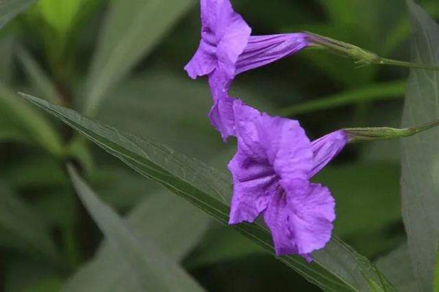 春季至秋季均能开花 花期极长 花谢花开 日日可见花的翠芦莉