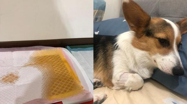 狗狗乱咬怎么破 柯基犬啃咬遥控器导致铜中毒 高烧 瘫痪 腾讯新闻