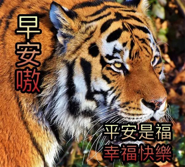 朋友圈最美的早安动态唯美祝福图片,早上好微信问候语表情包图片