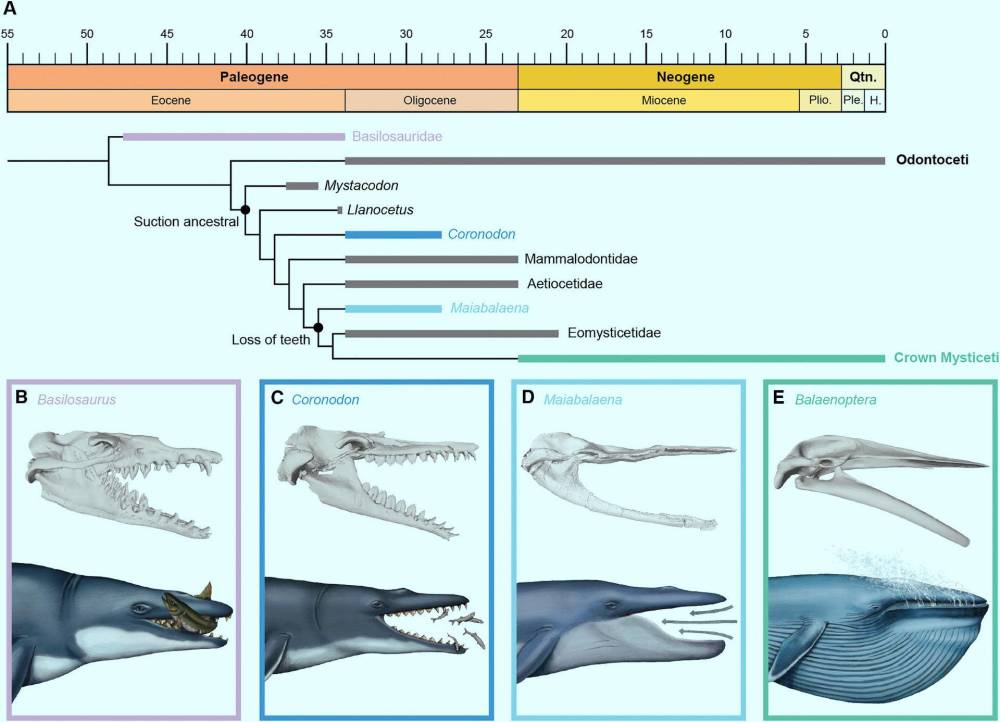 鲸鱼|被鲸鱼吞下肚后，人类活着的可能性有多大？
