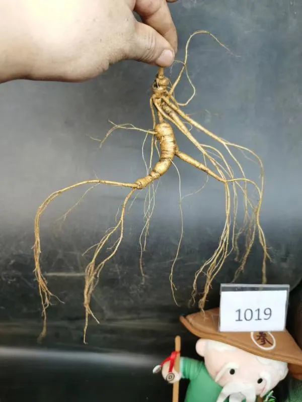 野山参 林下参 园参 傻傻的分不清 一图看懂 腾讯新闻