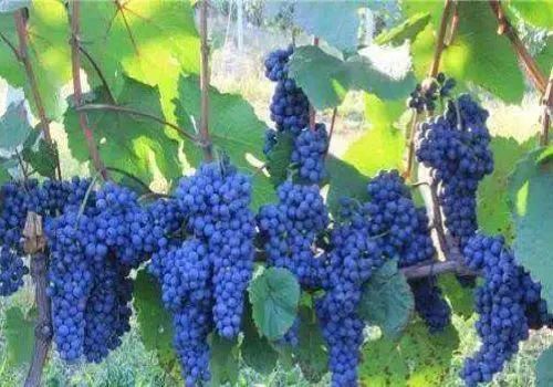 读这四首诗词,看古人赏葡萄,吃葡萄,喝葡萄酒