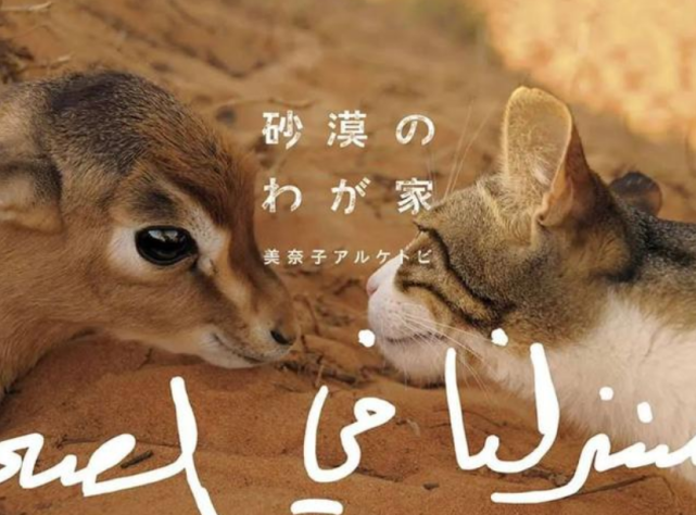 女子带着爱猫远嫁中东 却把沙漠比作猫砂盆 10年来养了一大群猫 美奈子 猫咪 铲屎官 猫砂盆