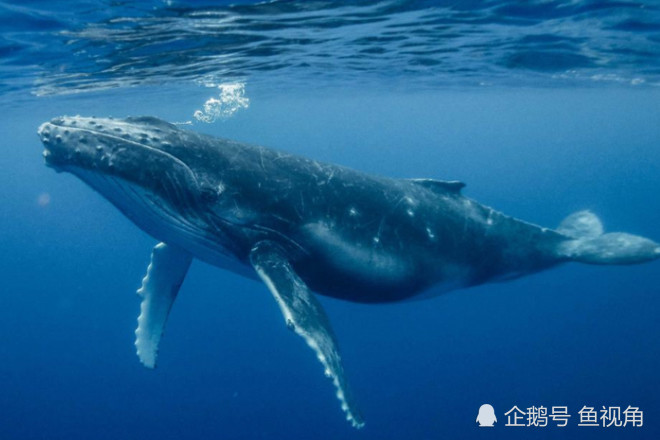 座头鲸|澳洲女子浮潜，被30吨重座头鲸的胸鳍扫中，回忆：像被车碾过！