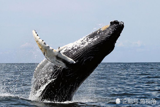 座头鲸|澳洲女子浮潜，被30吨重座头鲸的胸鳍扫中，回忆：像被车碾过！