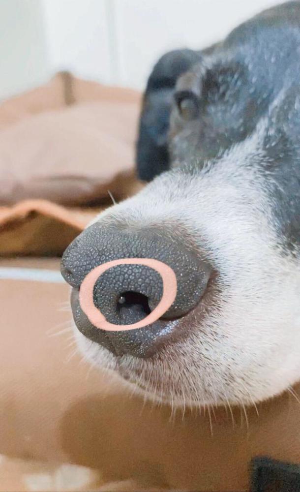 狗鼻子内部结构图图片
