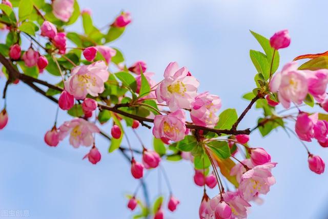 养海棠花 8月别乱动 小心来年开花难