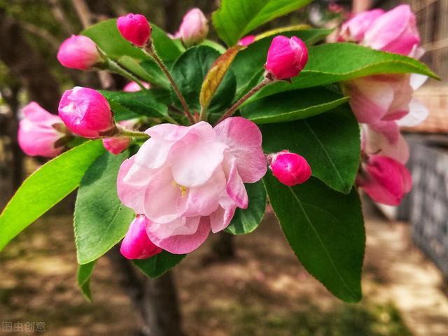 养海棠花 8月别乱动 小心来年开花难 海棠花