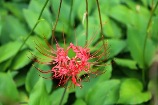 石蒜兰花月季八月的顾村公园原来有这么多色彩