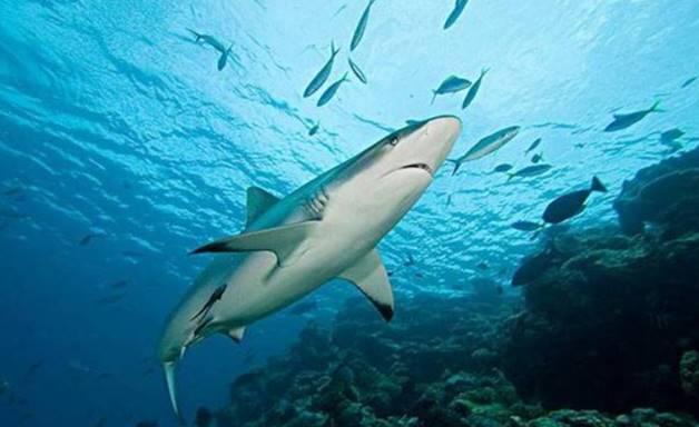 鲨鱼|活了4亿年，鲨鱼开始“功能性灭绝”，生物学家感到担忧