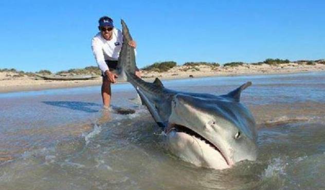 鲨鱼|活了4亿年，鲨鱼开始“功能性灭绝”，生物学家感到担忧