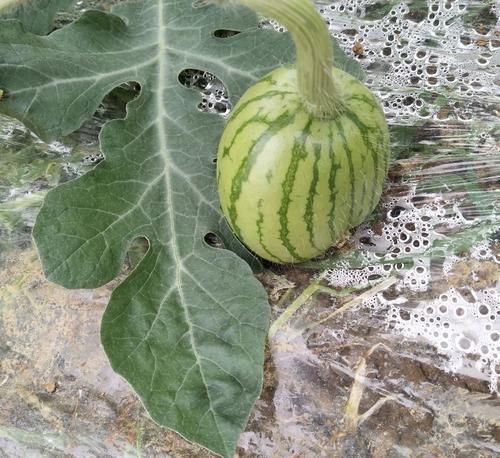 西瓜|西瓜总是长得慢，个头小，该怎么办